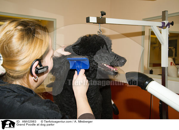 Grand Poodle at dog parlor / AM-02983