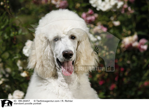 Gropudel Portrait / standard poodle portrait / RR-36857