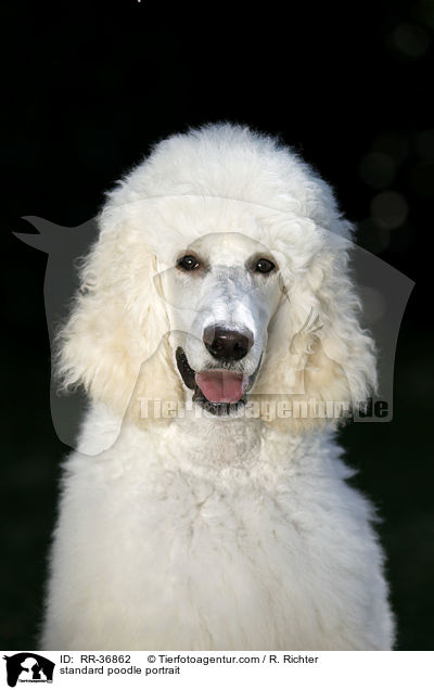 Gropudel Portrait / standard poodle portrait / RR-36862