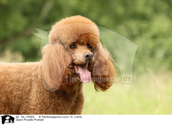 Giant Poodle Portrait / KL-15593