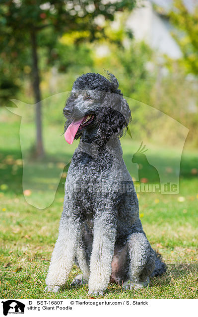 sitzender Gropudel / sitting Giant Poodle / SST-16807