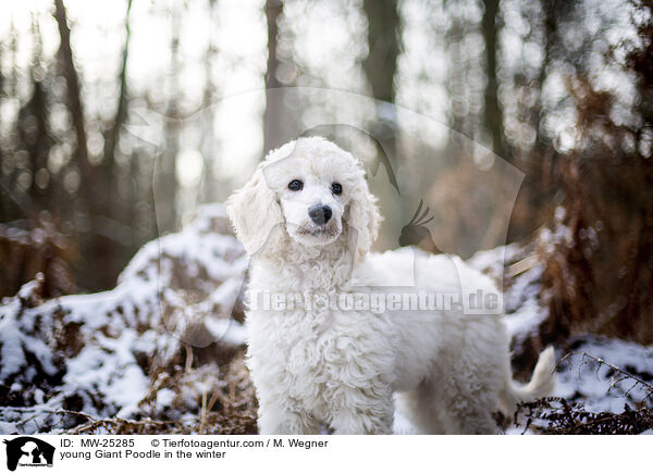 junger Gropudel im Winter / young Giant Poodle in the winter / MW-25285