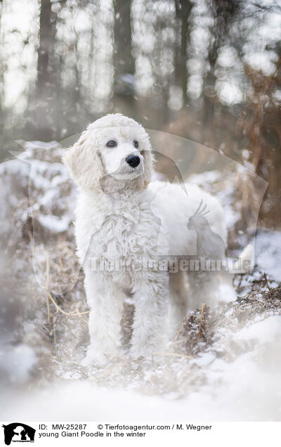 young Giant Poodle in the winter / MW-25287