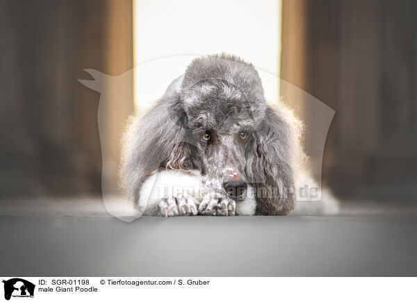male Giant Poodle / SGR-01198