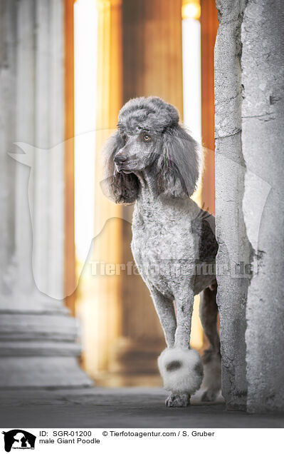 Gropudel Rude / male Giant Poodle / SGR-01200