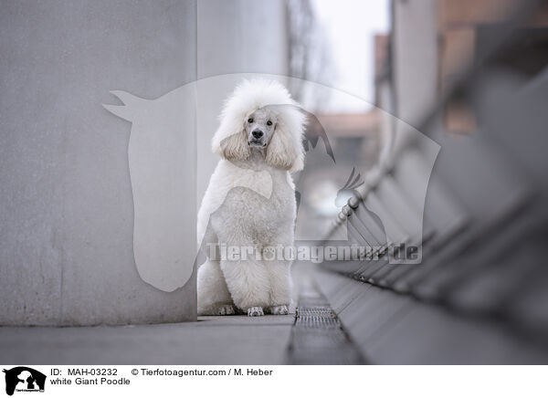 white Giant Poodle / MAH-03232