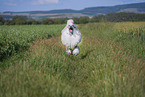 Giant Poodle