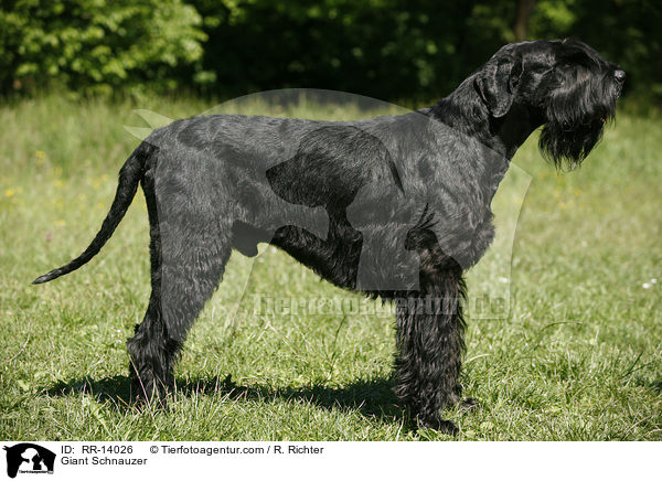 Riesenschnauzer / Giant Schnauzer / RR-14026