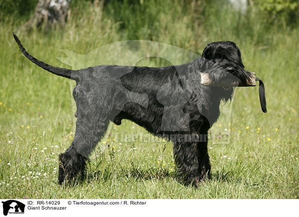 Riesenschnauzer / Giant Schnauzer / RR-14029