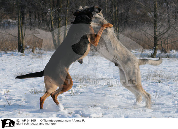 Riesenschnauzer und Mischling / giant schnauzer and mongrel / AP-04365