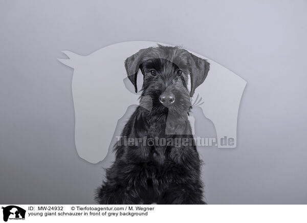 young giant schnauzer in front of grey background / MW-24932