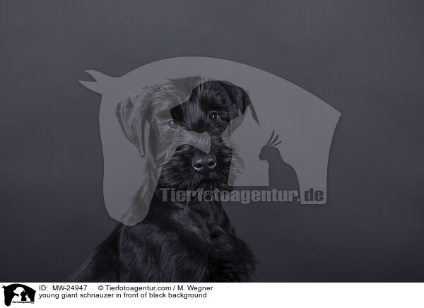young giant schnauzer in front of black background / MW-24947