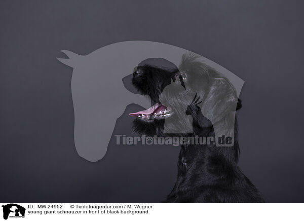 young giant schnauzer in front of black background / MW-24952