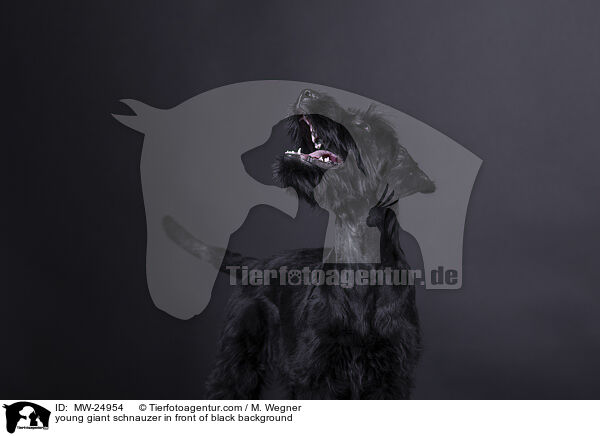young giant schnauzer in front of black background / MW-24954