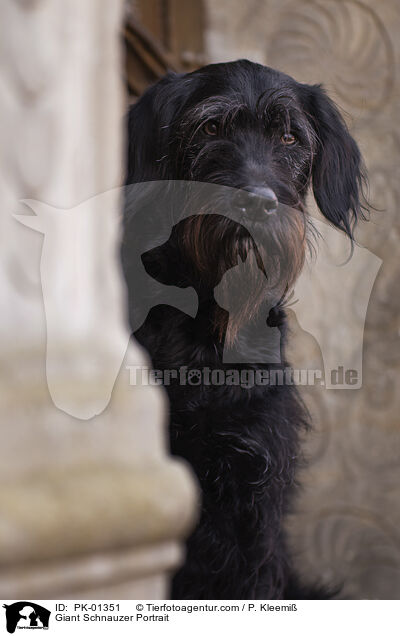 Riesenschnauzer Portrait / Giant Schnauzer Portrait / PK-01351