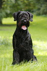 sitting Giant Schnauzer