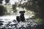 female Giant Schnauzer