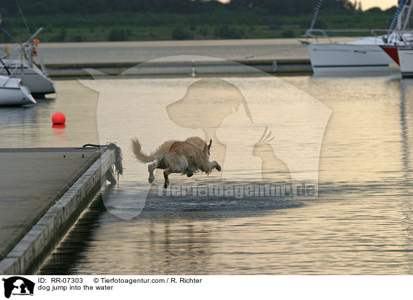 dog jump into the water / RR-07303