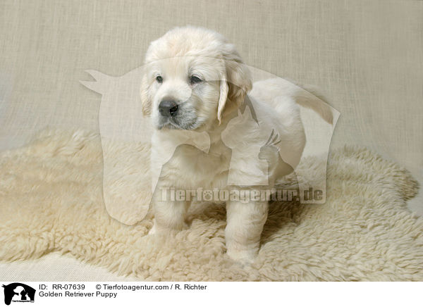 Golden Retriever Puppy / RR-07639