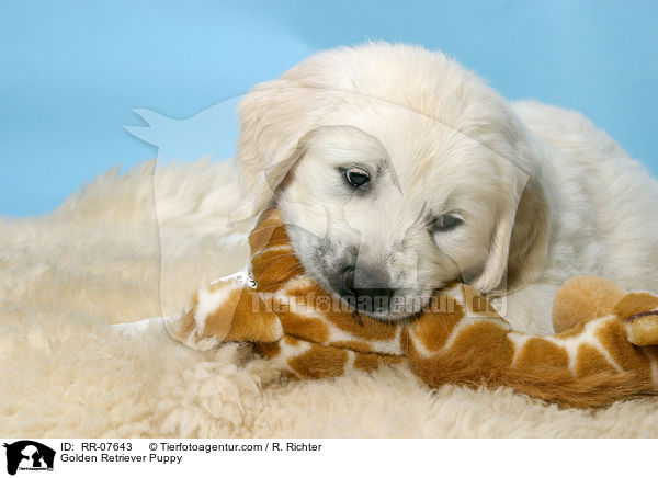 Golden Retriever Puppy / RR-07643