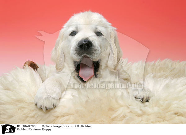 Golden Retriever Puppy / RR-07656