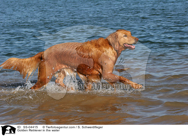 Golden Retriever in the water / SS-04415