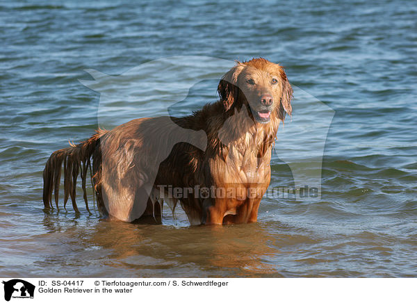 Golden Retriever in the water / SS-04417