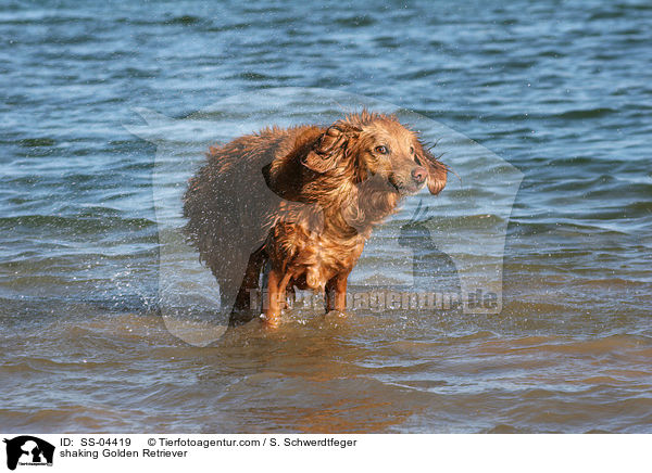 sich schttelnder Golden Retriever / shaking Golden Retriever / SS-04419