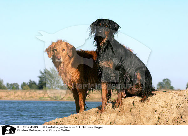 Golden Retriever and Gordon Setter / SS-04503