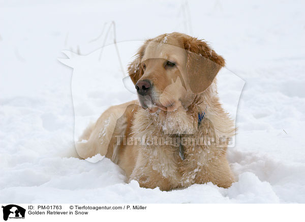 Golden Retriever in Snow / PM-01763