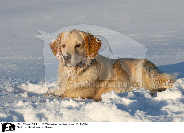 Golden Retriever in Snow / PM-01774