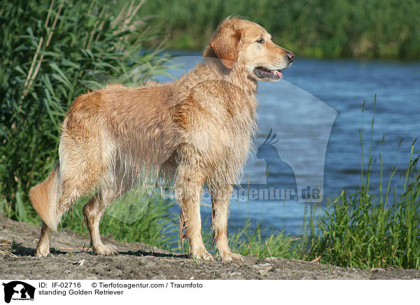 stehender Golden Retriever / standing Golden Retriever / IF-02716