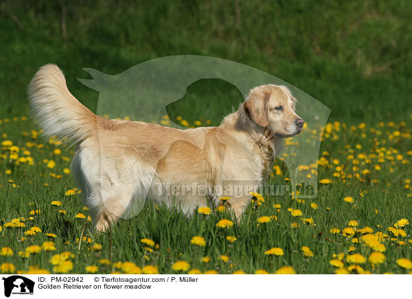 Golden Retriever auf Blumenwiese / Golden Retriever on flower meadow / PM-02942