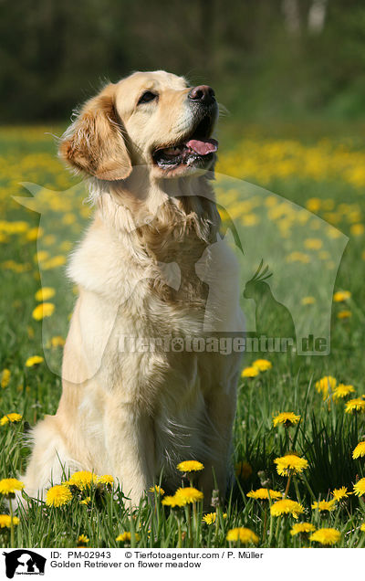 Golden Retriever auf Blumenwiese / Golden Retriever on flower meadow / PM-02943
