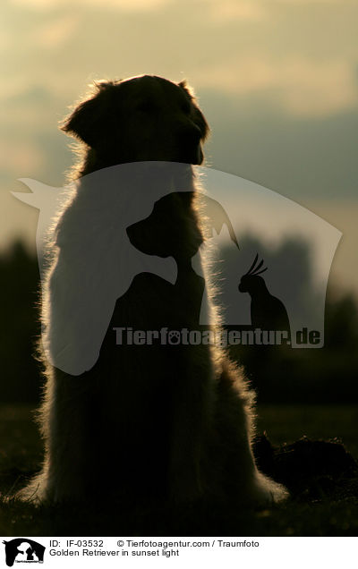 Golden Retriever im Abendlicht / Golden Retriever in sunset light / IF-03532