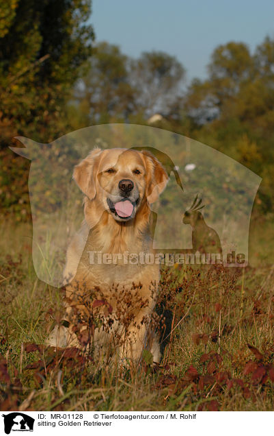 sitzender Golden Retriever / sitting Golden Retriever / MR-01128