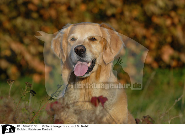 Golden Retriever Portrait / Golden Retriever Portrait / MR-01130