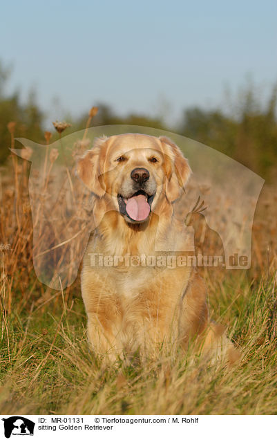 sitzender Golden Retriever / sitting Golden Retriever / MR-01131