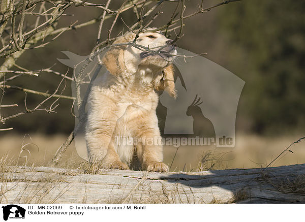 Golden Retriever Welpe / Golden Retriever puppy / MR-02069