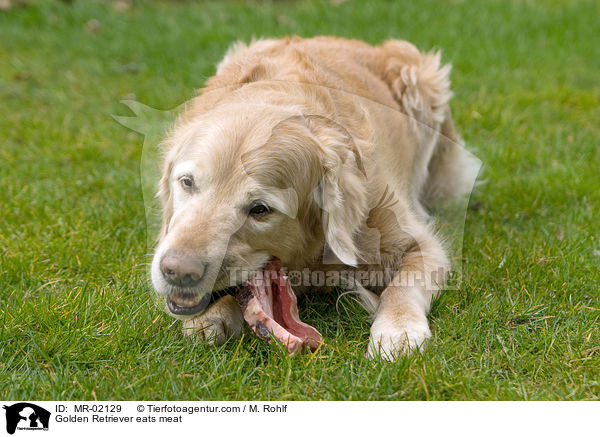 Golden Retriever eats meat / MR-02129