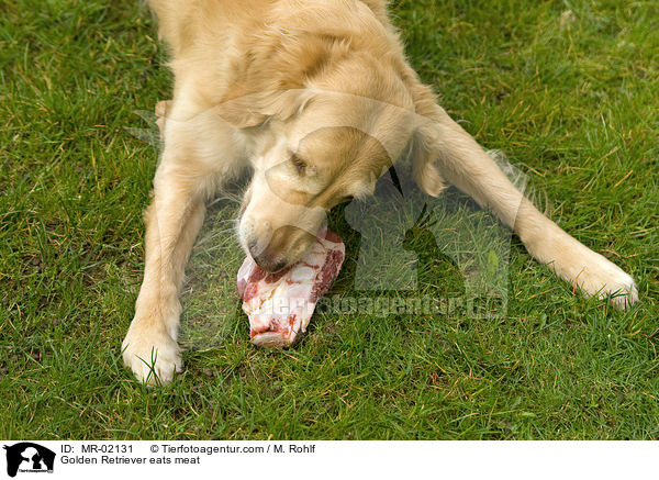 Golden Retriever frit Fleisch / Golden Retriever eats meat / MR-02131