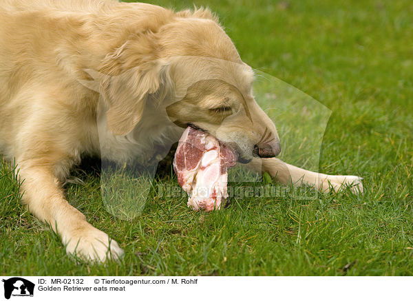 Golden Retriever eats meat / MR-02132