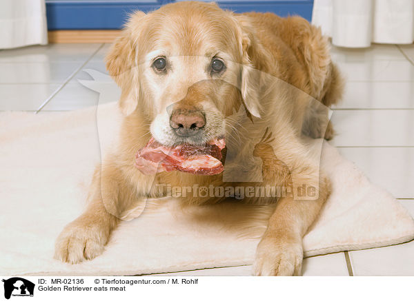 Golden Retriever eats meat / MR-02136