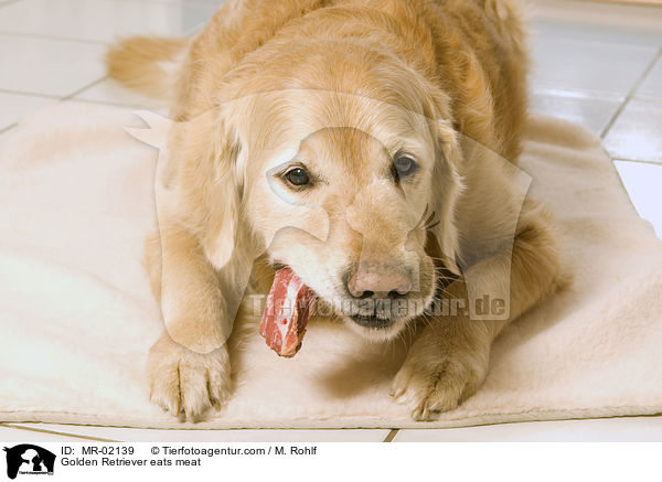 Golden Retriever eats meat / MR-02139