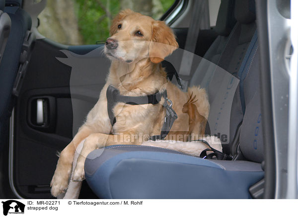 angeschnallt auf Rckbank / strapped dog / MR-02271