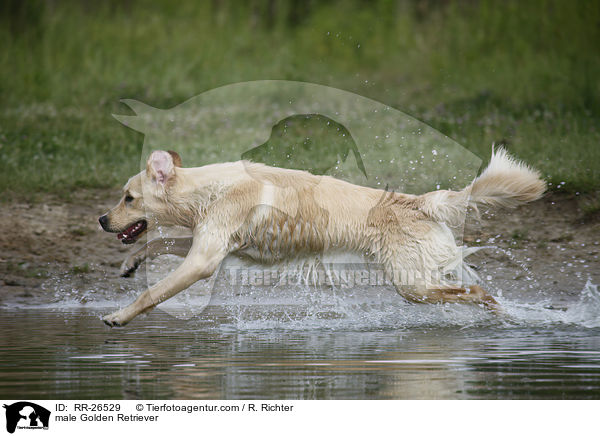 Golden Retriever Rde / male Golden Retriever / RR-26529