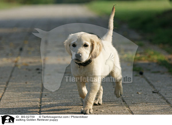 laufender Golden Retriever Welpe / walking Golden Retriever puppy / BS-02759