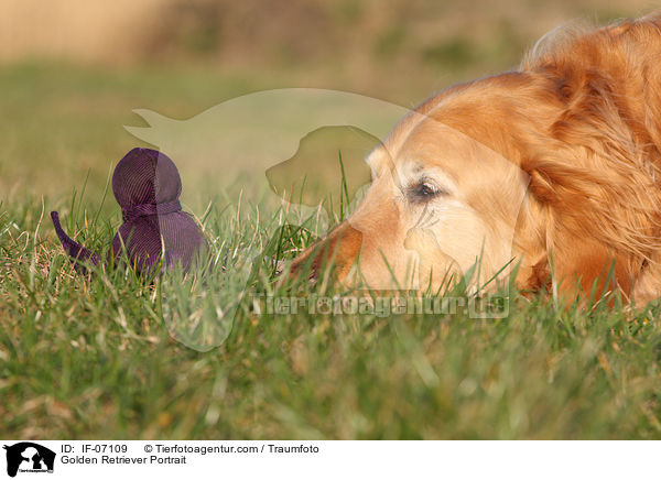 Golden Retriever Portrait / Golden Retriever Portrait / IF-07109