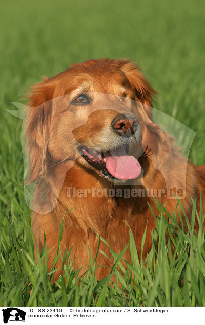 Golden Retriever Portrait / Golden Retriever Portrait / SS-23410