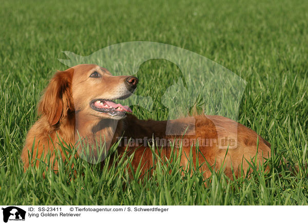 liegender Golden Retriever / lying Golden Retriever / SS-23411